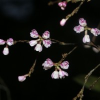 Sirhookera lanceolata (Wight) Kuntze